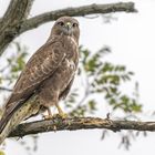 Mäusebussard (Buteo buteo)