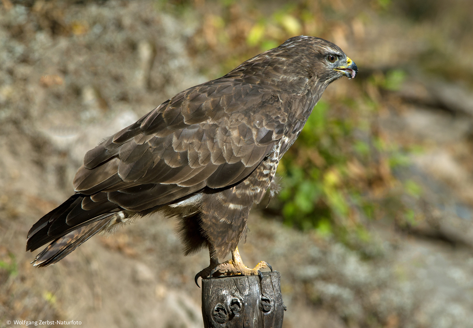 --- Mäusebussard ---   ( Buteo buteo )