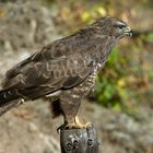 --- Mäusebussard ---   ( Buteo buteo )