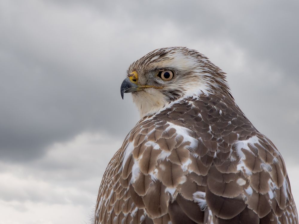 Mäusebussard ( buteo buteo )