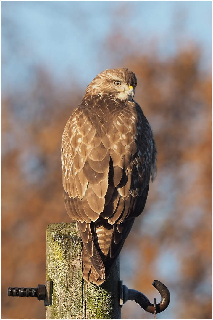 Mäusebussard (Buteo buteo)