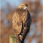 Mäusebussard (Buteo buteo)