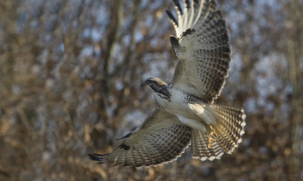 Mäusebussard (Buteo buteo)