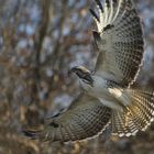 Mäusebussard (Buteo buteo)