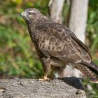 - Mäusebussard - ( Buteo buteo )