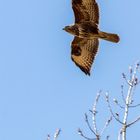 Mäusebussard (Buteo buteo)