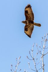 Mäusebussard (Buteo buteo)