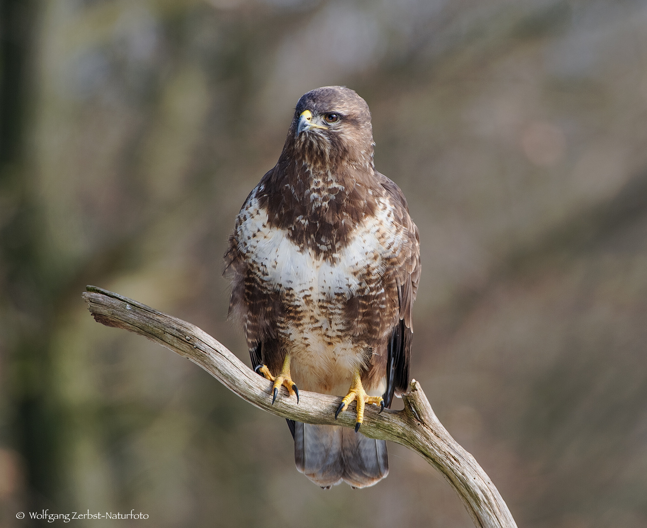  - MÄUSEBUSSARD - ( Buteo buteo )