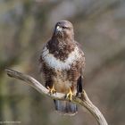  - MÄUSEBUSSARD - ( Buteo buteo )