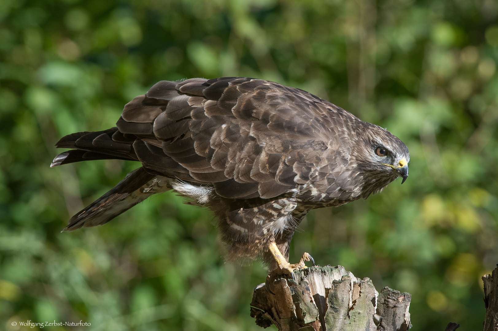 - Mäusebussard -  ( Buteo buteo )