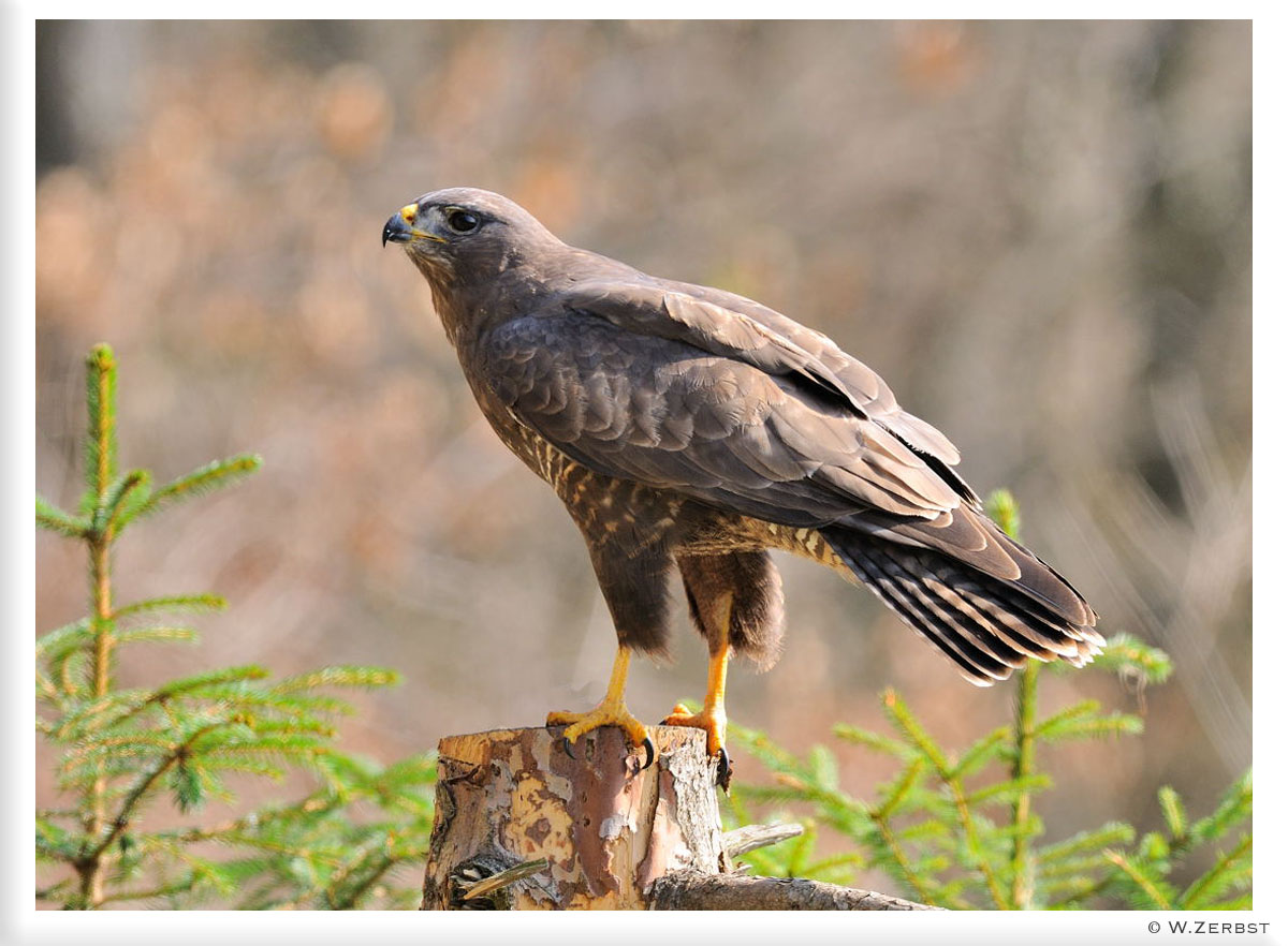 - Mäusebussard - ( Buteo buteo )