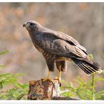 - Mäusebussard - ( Buteo buteo )