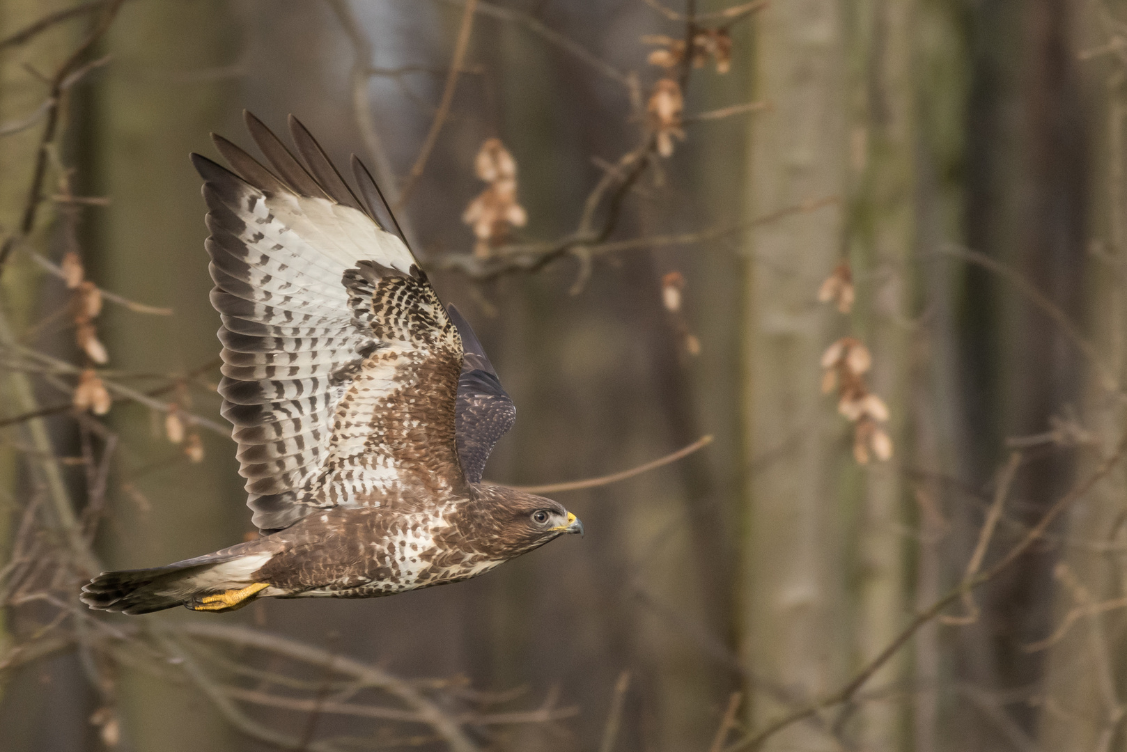 Mäusebussard (Buteo buteo), Hamburg, Deutschland