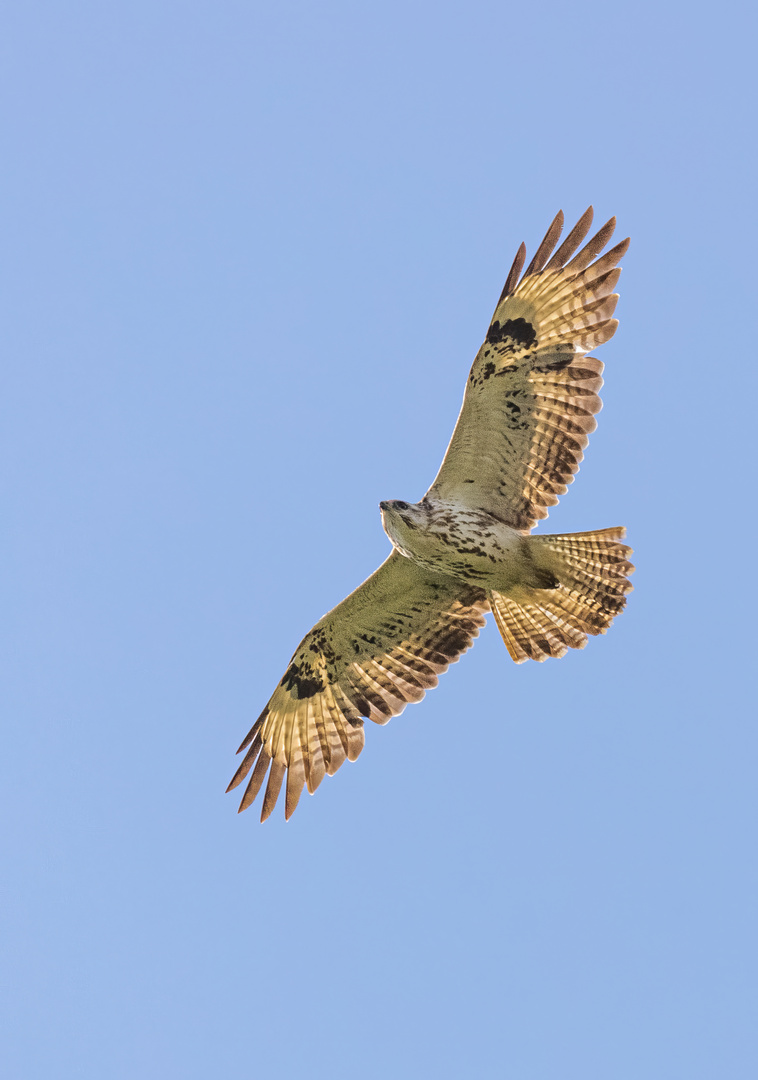 Mäusebussard (Buteo buteo) Helle Variante