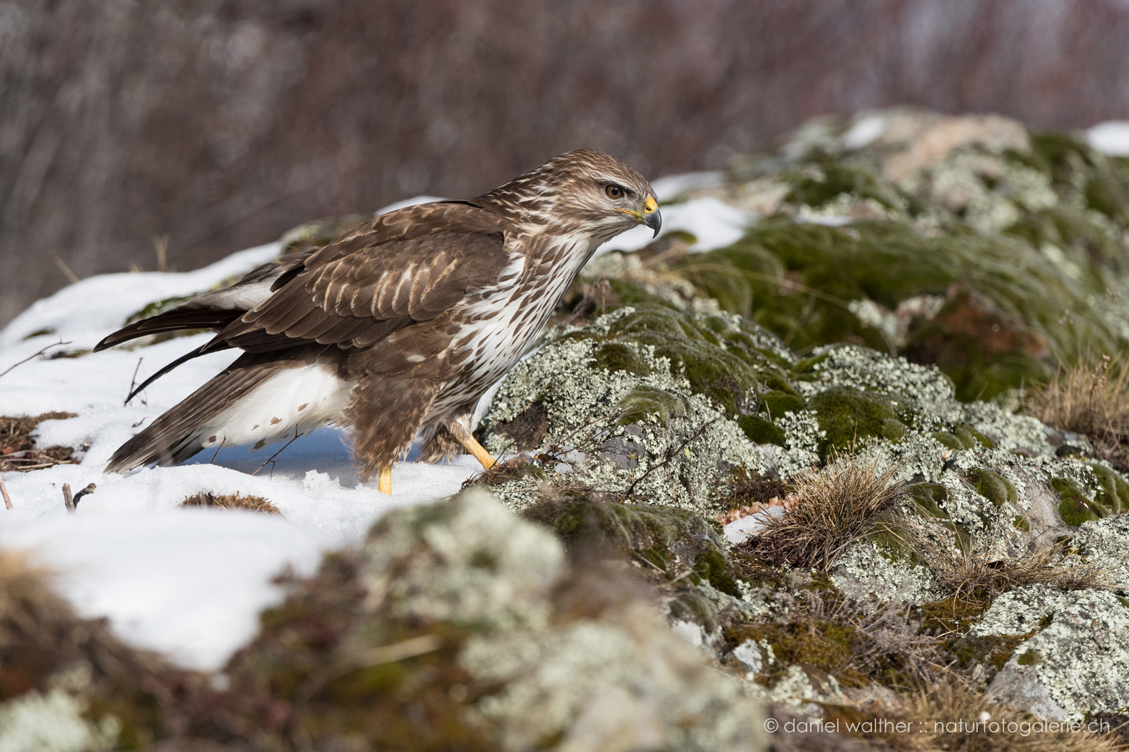 Mäusebussard (Buteo buteo); helles Gefieder I