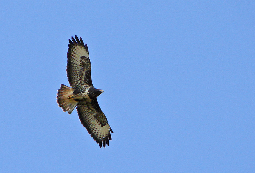 Mäusebussard (Buteo buteo) I