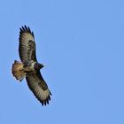 Mäusebussard (Buteo buteo) I