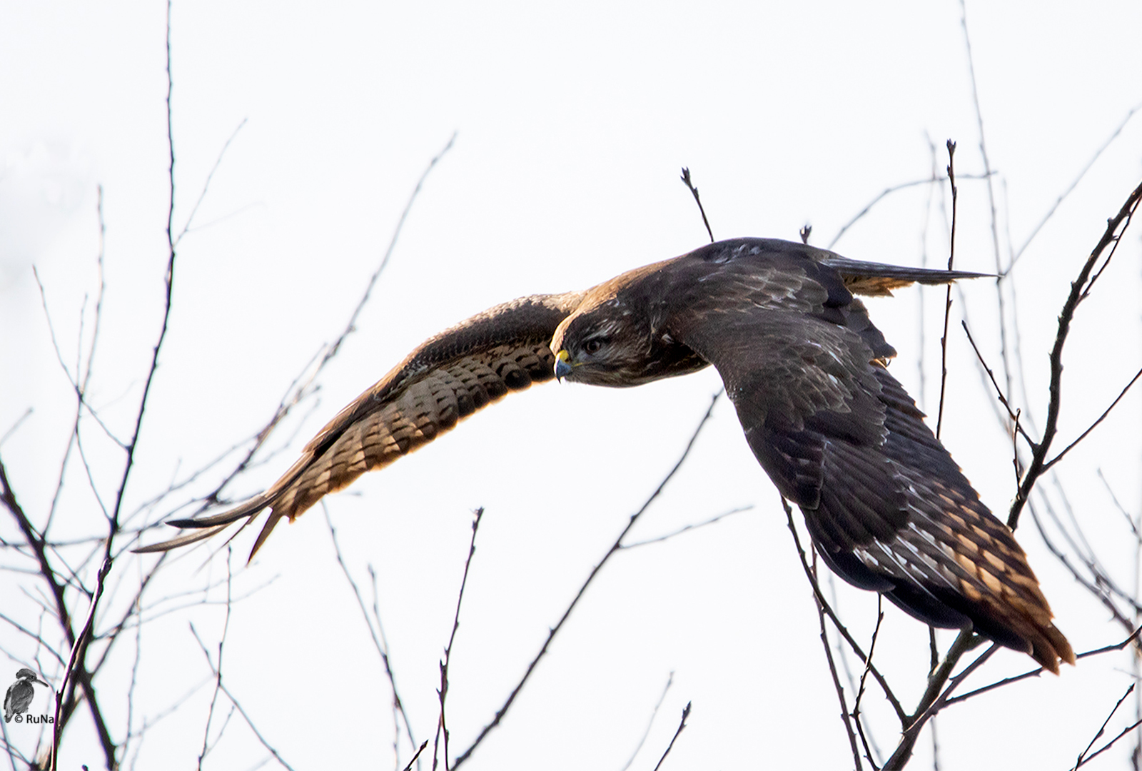 Mäusebussard - Buteo buteo II