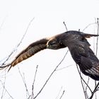 Mäusebussard - Buteo buteo II