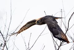 Mäusebussard - Buteo buteo II