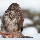 Mäusebussard (Buteo buteo) II