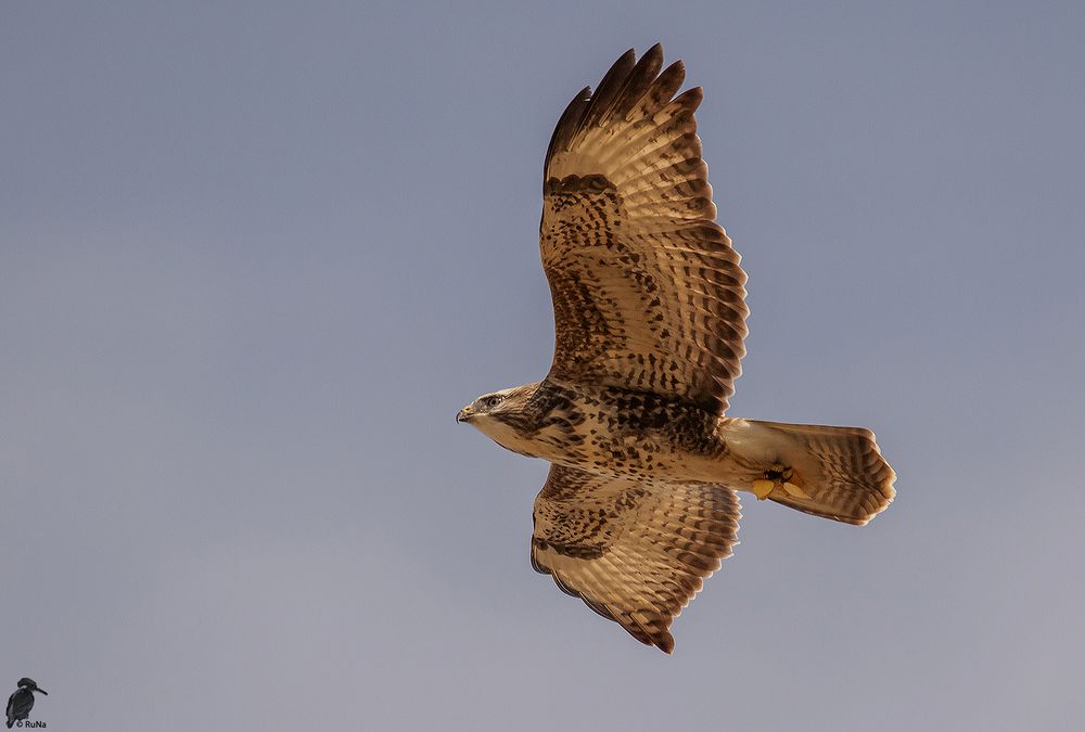 Mäusebussard - Buteo buteo III