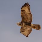 Mäusebussard - Buteo buteo III