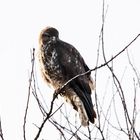 Mäusebussard - Buteo buteo III