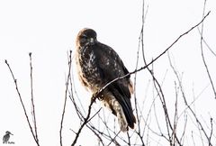 Mäusebussard - Buteo buteo III