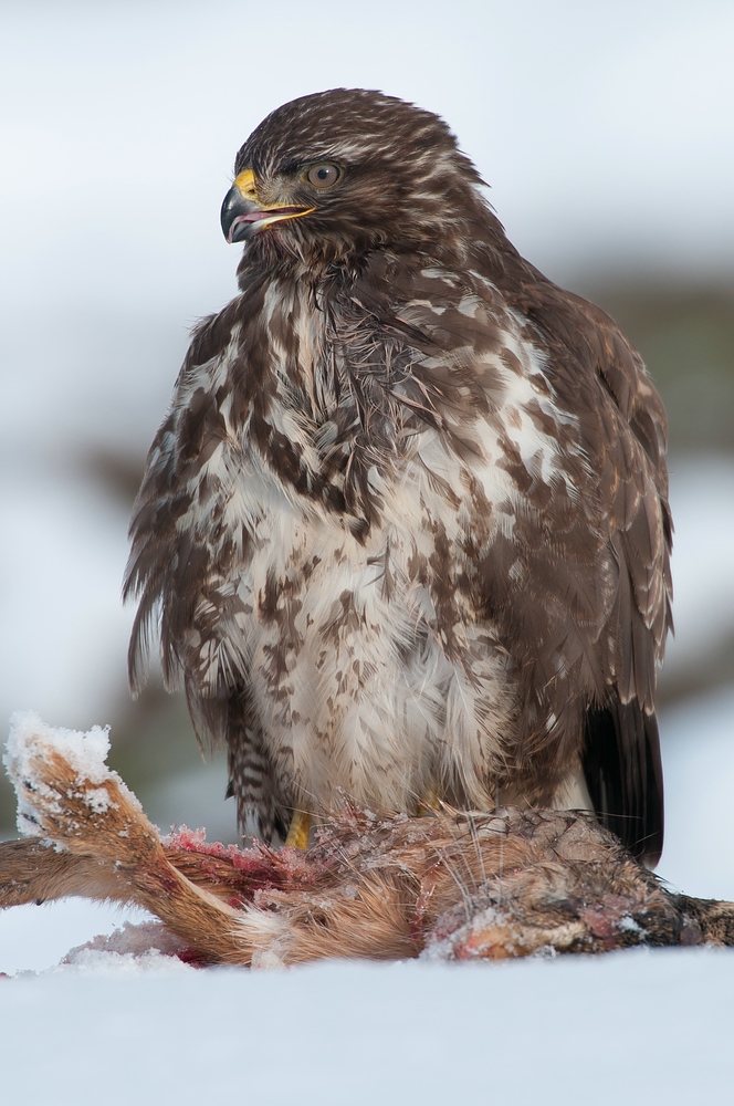 Mäusebussard (Buteo buteo) III