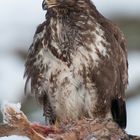 Mäusebussard (Buteo buteo) III