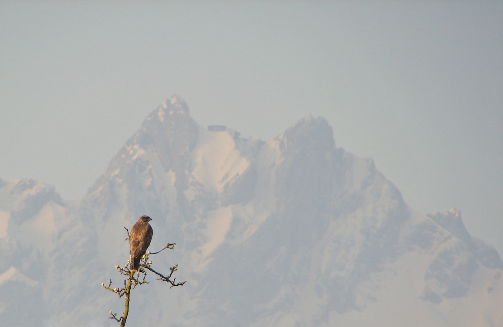 Mäusebussard (Buteo buteo) III