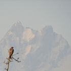 Mäusebussard (Buteo buteo) III