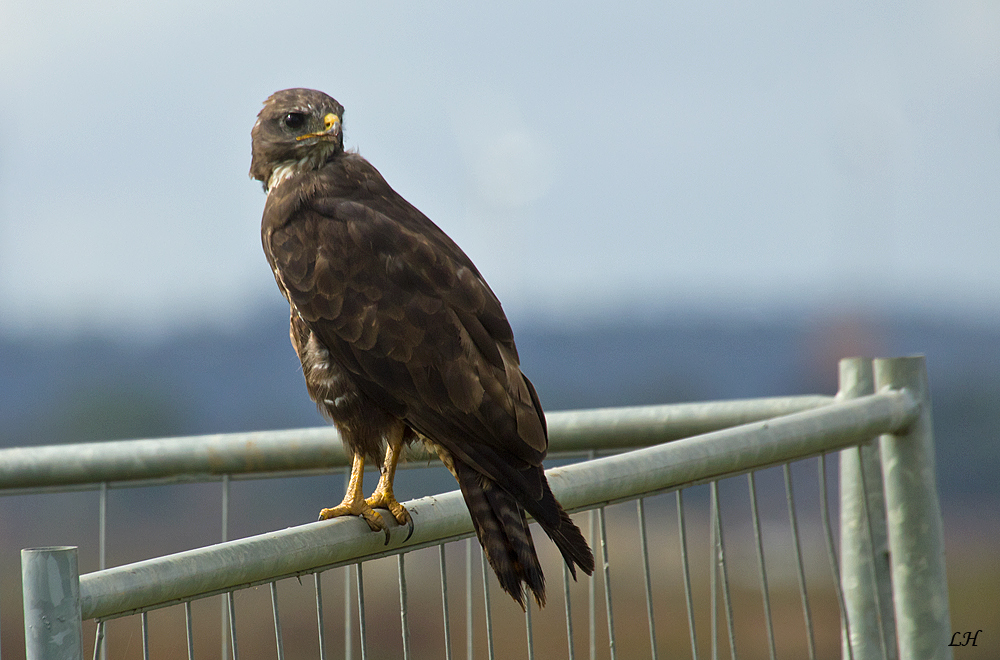 Mäusebussard (Buteo buteo) im Indeland