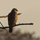 Mäusebussard (Buteo buteo) im letzten Abendlicht.