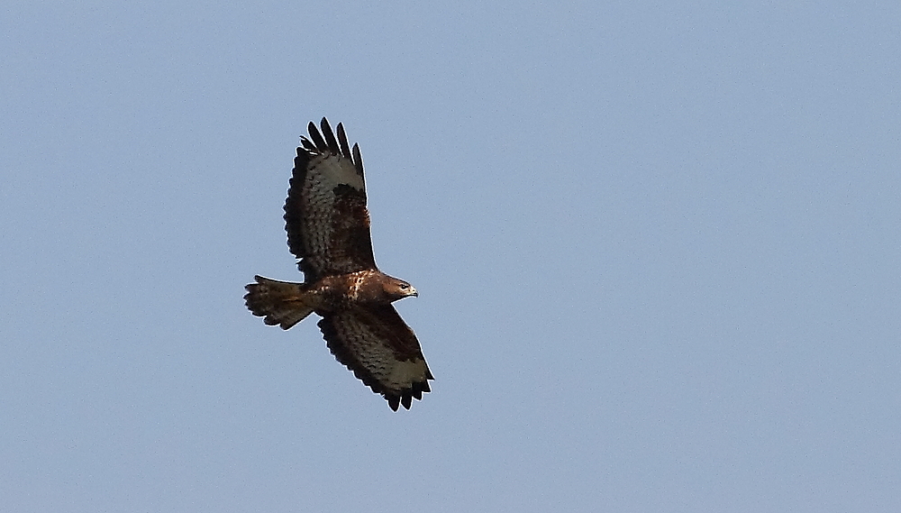 Mäusebussard (Buteo buteo), kreisend