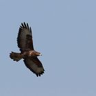 Mäusebussard (Buteo buteo), kreisend