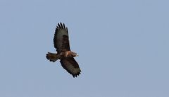 Mäusebussard (Buteo buteo), kreisend