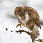 Mäusebussard (Buteo buteo) kröpft Kaninchen