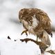 Musebussard (Buteo buteo) krpft Kaninchen