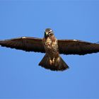 Mäusebussard - Buteo buteo - Rüttelflug 