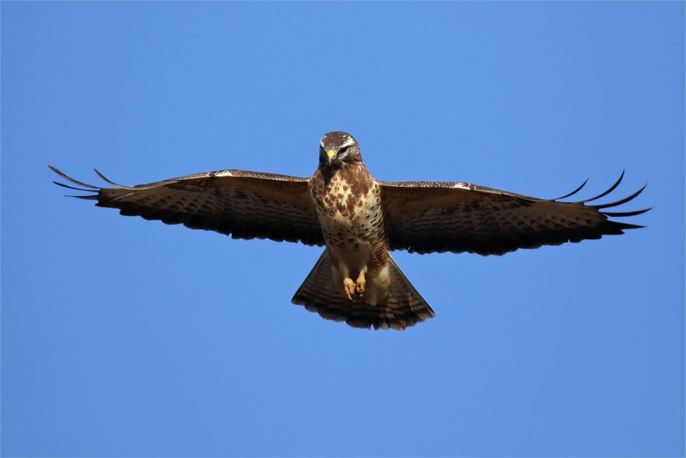 Mäusebussard - Buteo buteo - Rüttelflug 