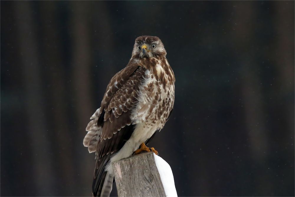 Mäusebussard - Buteo buto - 