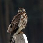 Mäusebussard - Buteo buto - 