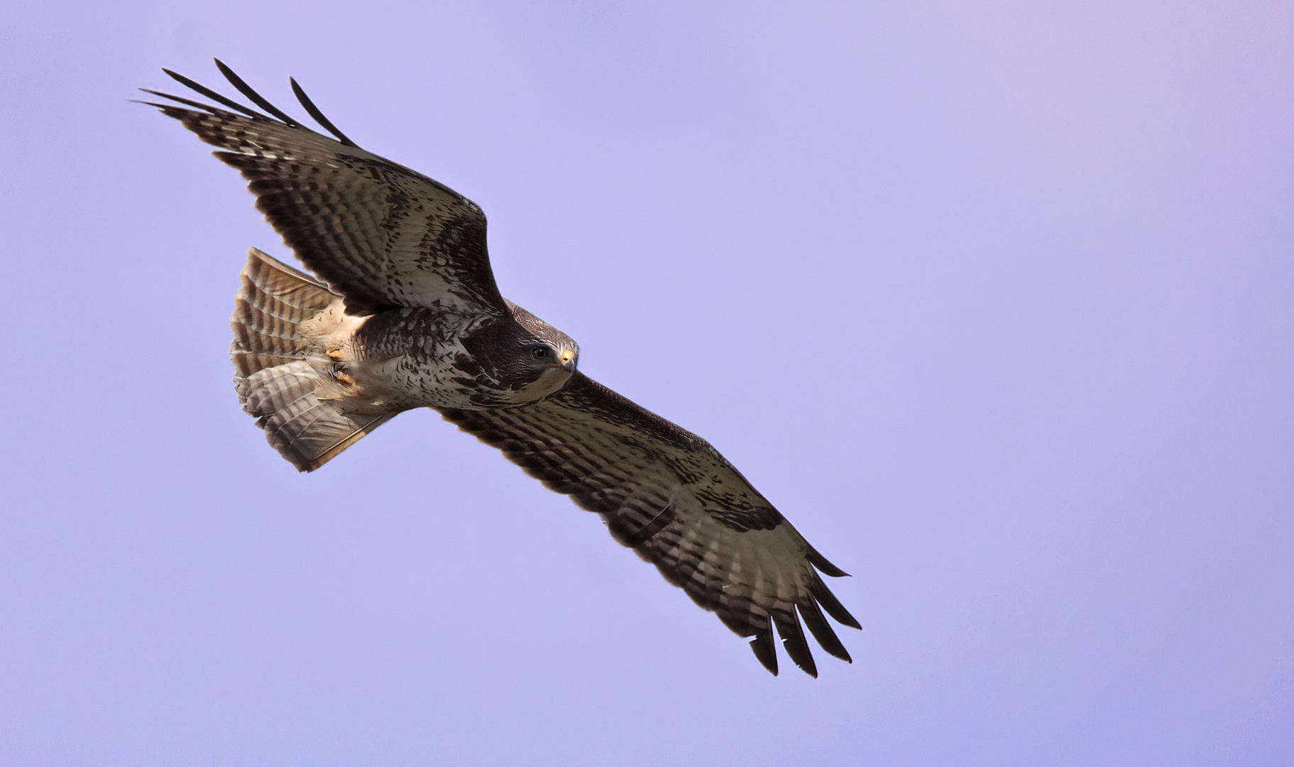 Mäusebussard-Buzzard-Buteo buteo