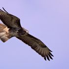 Mäusebussard-Buzzard-Buteo buteo