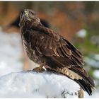 - Mäusebussard C - ( Buteo buteo )