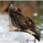 - Mäusebussard C - ( Buteo buteo )