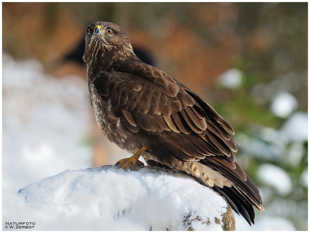 - Mäusebussard C - ( Buteo buteo )