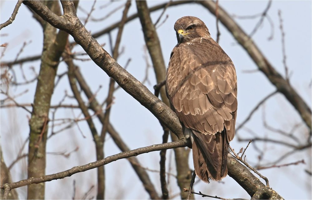 Mäusebussard 